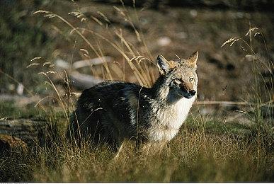 开放世界FPS《红霞岛》夜幕降临预告 展示吸血鬼